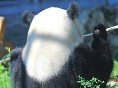 -成都大熊猫繁育研究基地