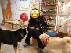 -柴迷FANS CLUB·柴犬狗咖·猫咖