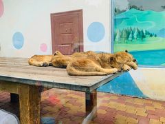 -大连森林动物园