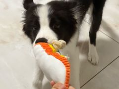 -翊宠yipet猫狗购宠庄园犬舍•猫舍