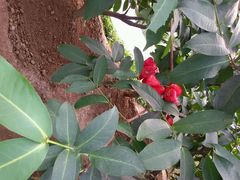 -兰陵国家农业公园