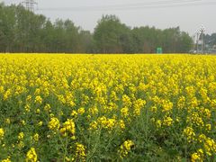 -桤木河湿地公园