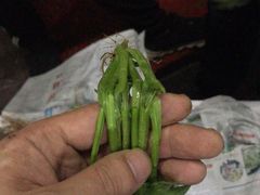 -海吉星国际农产品物流管理有限公司