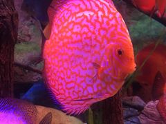 -上海海洋水族馆