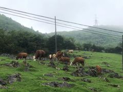 -齐岳山