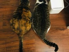 -中农国际动物医院24小时·猫科·骨科·急重症中心