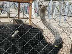 -长白岛森林公园