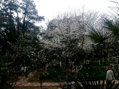 -武汉大学-樱园
