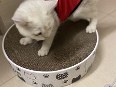 -lincat·猫舍(广州店)