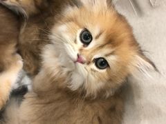 -佳雯宠物医院·皮肤科·内外科(春晓路分院)