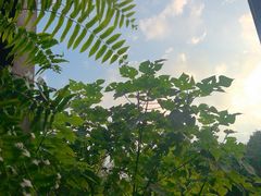 -野蔓果·山野菜(西湖景区·龙井茶田店)