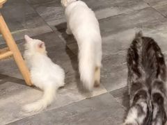 -楼上猫咖(罗湖店)