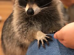 -藦茜花园宠物主题亲子互动体验馆(国顺东路店)