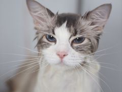 -瑞鹏宠物医院犬猫全科(真大分院)