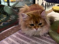 -大型宠物商超·宠海王国·宠物猫狗活体·用品·美容(新世界百货重庆店)