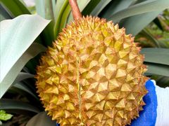 -开皇马来西亚榴莲美食店(华强北店)