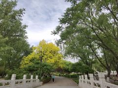 -莲花池公园