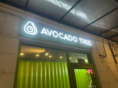 -油梨树AVOCADO TREE(顺义新国展店)