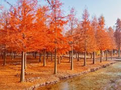 -上海海湾国家森林公园