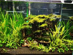 -山东柏宁水族批发广场