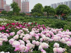 -曹州百花园