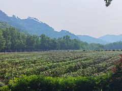 -中国茶叶博物馆(双峰馆区)