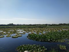 -荷塘月色湿地公园·向阳花洲