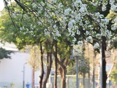 -四川大学(望江校区)