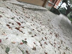 -之江大学-旧址