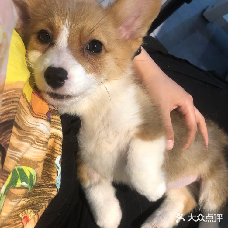 一家很好的宠物医院和一群很好的宠物医生