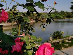 -东莞植物园