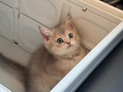 -艾贝尔宠物医院·24H转诊中心·肿瘤猫专科(江宁双龙店)