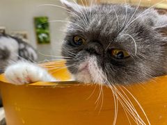 -藏猫猫咖啡主题馆(中央大道店)