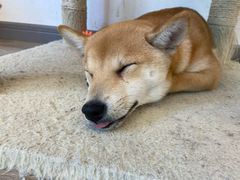 -浣熊柯尔鸭土拨鼠·电玩咖