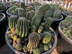 -南通洲际绿博园