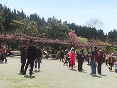 -嘉定紫藤园