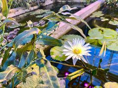 -国家植物园南园