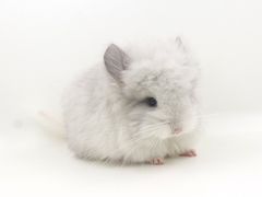 -龙猫仔乐园(惠福东路店)