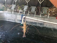 -大象营野Life营地·钓虾(坦尾店)