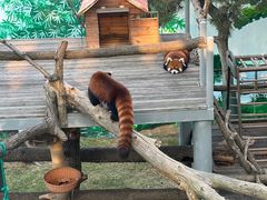 -西霞口神雕山野生动物世界