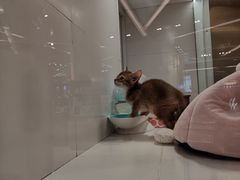 -1013 PET SHOP精品宠物商店(丁香店)