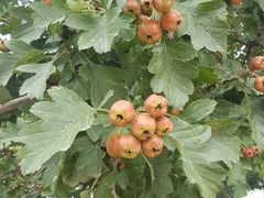 -紫海香堤香草艺术庄园