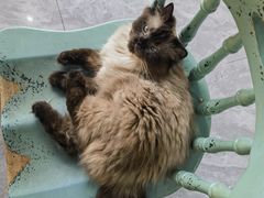 -猫小院猫主题餐厅(南锣旗舰店)