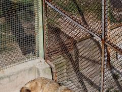 -青藏高原野生动物园