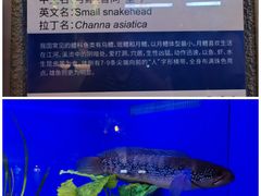-上海海洋水族馆