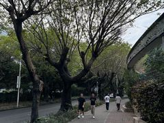 -华侨城湿地公园