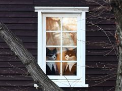 -三鹰之森吉卜力美术馆