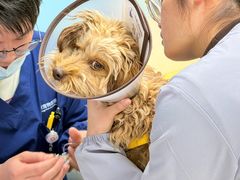 -贝康宠物医院·犬猫全科·小动物特色诊疗中心(东环路店)