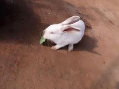 -前小桔亲子创意农场·草莓采摘·露营烧烤