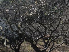 -广州市流溪河国家森林公园